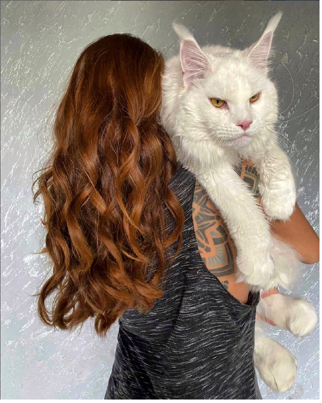 Kucing ‘raksasa’ ini merupakan hewan peliharaan seorang wanita asal Rusia, Yuliya Minima. Yuliya kerap mengunggah foto dan video kucingnya ke Instagram dan TikTok hingga menjadi viral. Foto: Dok. Instagram @yuliyamnn