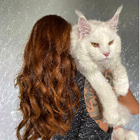 Kucing ‘raksasa’ ini merupakan hewan peliharaan seorang wanita asal Rusia, Yuliya Minima. Yuliya kerap mengunggah foto dan video kucingnya ke Instagram dan TikTok hingga menjadi viral. Foto: Dok. Instagram @yuliyamnn