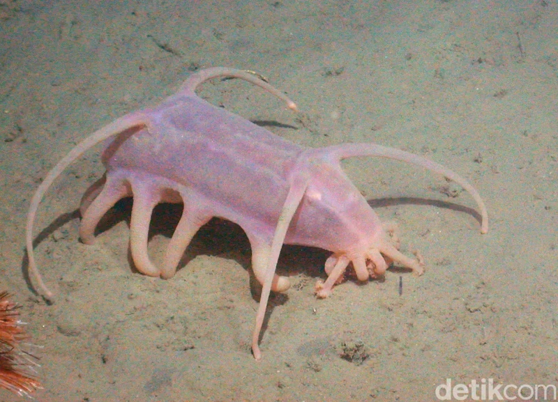 Mahkluk Laut Mengerikan