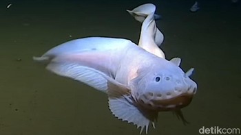 Snailfish: Pada tahun 2017, spesies tanpa sisik ini ditemukan sebagai ikan hidup terdalam di dunia - hidup lebih dari 26.686 kaki (8.134 m) di bawah permukaan laut1. Foto: via Dailymail