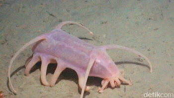 Babi laut: Oinker ini memiliki beberapa kaki dan sebenarnya sejenis teripang yang ditemukan di perairan yang sangat dalam di seluruh lautan dunia. Para peneliti telah melihat babi laut dalam kelompok besar berjumlah ratusan, merayap di sepanjang dasar laut Foto: via Dailymail