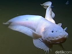 Makhluk Laut Menakutkan Jarang Terlihat, Oarfish hingga Cacing Zombie