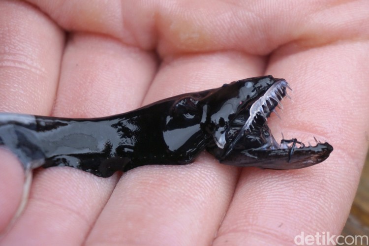 Mahkluk Laut Mengerikan Mahkluk Laut Mengerikan
