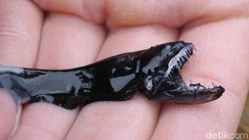 Dragonfish: Ikan ini memiliki sungut bioluminescent panjang yang menggantung dari dagunya dan berfungsi sebagai umpan untuk mangsa. Ia juga memiliki photophores (organ penghasil cahaya) di sepanjang tubuhnya yang membantunya berbaur dengan cahaya redup laut dalam Foto: via Dailymail