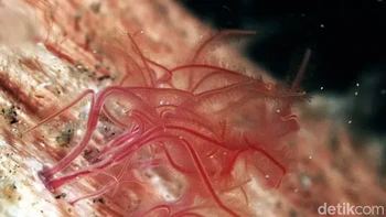 Cacing zombie: Cacing zombie hidup di tulang paus mati. Tanpa mulut, anus, atau usus, cacing sepanjang empat sentimeter ini bertahan hidup dengan mengeluarkan asam yang memecah tulang ikan paus. Dengan bantuan partner-in-crime simbiosis (bakteri yang mencerna lemak ikan paus), cacing mampu menyerap nutrisi Foto: via Dailymail