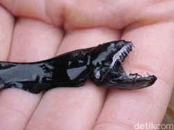 Makhluk Laut Menakutkan Jarang Terlihat, Oarfish hingga Cacing Zombie