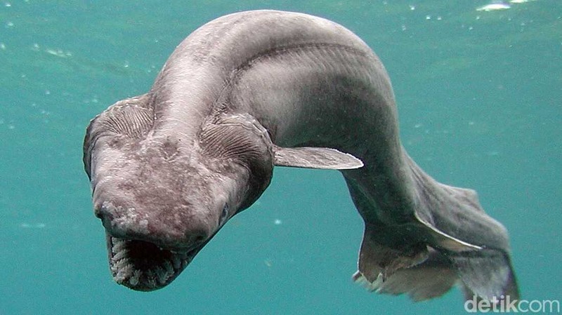 Mahkluk Laut Mengerikan