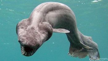 Hiu Berjumbai: Hiu ini menyerupai belut prasejarah dengan tubuhnya yang panjang dan ramping serta beberapa baris gigi tajam. Itu bisa menelan mangsa utuh dan diketahui menyerang manusia Foto: via Dailymail