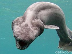 Makhluk Laut Menakutkan Jarang Terlihat, Oarfish hingga Cacing Zombie