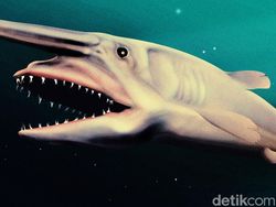 Makhluk Laut Menakutkan Jarang Terlihat, Oarfish hingga Cacing Zombie