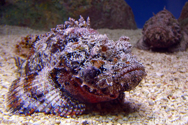 Mahkluk Laut Mengerikan