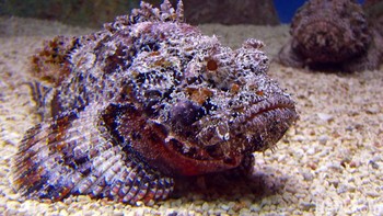 Stonefish: Disamarkan dengan sempurna agar terlihat seperti batu di dasar terumbu karang, stonefish adalah ikan paling berbisa di dunia. Ia memiliki 13 duri di sepanjang punggungnya yang melepaskan racun, yang dapat membunuh manusia hanya dalam beberapa jam Foto: via Dailymail