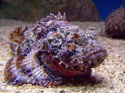 Makhluk Laut Menakutkan Jarang Terlihat, Oarfish hingga Cacing Zombie