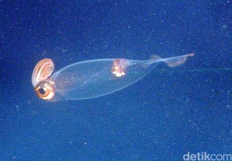 Mahkluk Laut Mengerikan