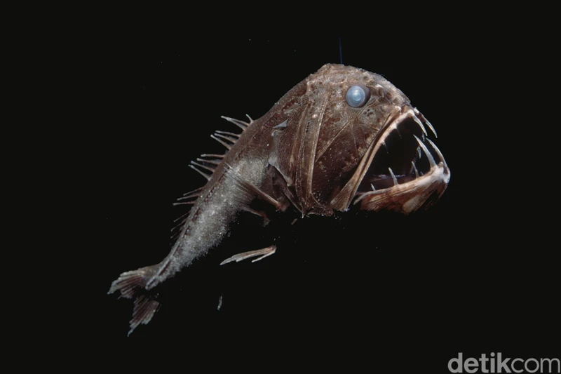 Mahkluk Laut Mengerikan