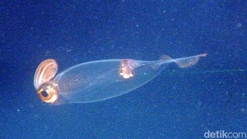 Glass Squid: Makhluk ini dikenal sebagai cumi-cumi kaca - dengan organ dalamnya dipamerkan untuk dilihat semua orang saat bersembunyi di perairan yang gelap. Foto: via Dailymail