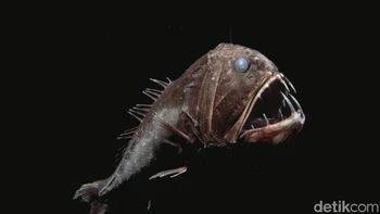 Fangtooth: Ikan ini memiliki gigi terbesar relatif terhadap ukuran tubuhnya dari semua ikan di lautan. Giginya sangat besar sehingga tidak bisa menutup mulutnya Foto: via Dailymail