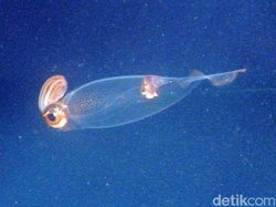 Makhluk Laut Menakutkan Jarang Terlihat, Oarfish hingga Cacing Zombie