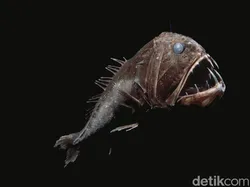 Makhluk Laut Menakutkan Jarang Terlihat, Oarfish hingga Cacing Zombie