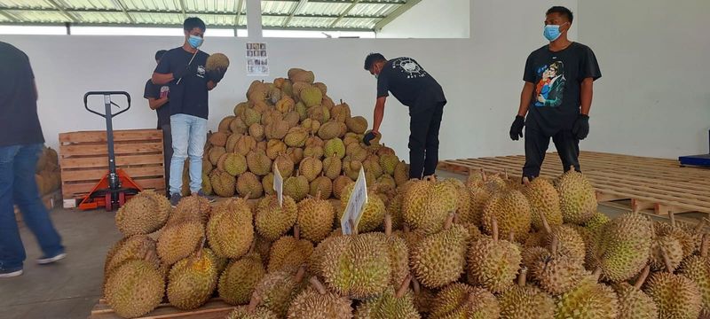 Packing house Durian di Bali