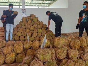 Tinjau Packing House di Bali, Kementan Dorong Durian Penuhi Syarat Ekspor