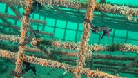 Kuda laut putih merupakan hewan endemik di perairan sekitar pantai timur Australia. Hewan ini masuk dalam kategori terancam punah di daftar merah IUCN, tahun 2017 karena kehilangan habitat.  