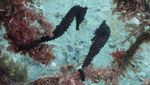 Penampakan Hotel untuk Kuda Laut yang Terancam Punah