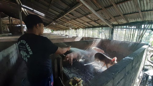 Peternak babi di Banjarangkan, Klungkung, Bali, membersihkan kandang babi untuk menjaga kesehatan hewan ternak tersebut, Kamis (27/7/2023). (Foto: Putu Krista/detikBali)