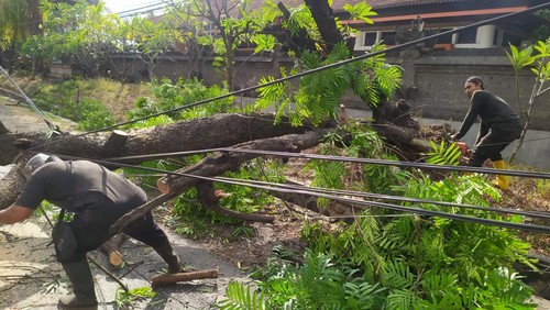 Pohon jenis intaran berukuran besar di Banjar Dinas Tegal Sari, Desa Tangguwisia, Kecamatan Seririt, Kabupaten Buleleng tumbang, pada Jumat (28/7/2023) siang.