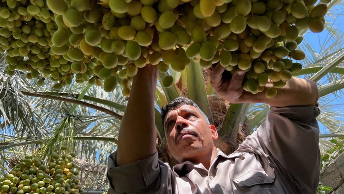 Semringah Petani Irak, Panas Terik Bikin Kurma Tumbuh Subur A farmer watches the ripening of dates, as their production increases in high temperatures in Basra, Iraq July 19, 2023. REUTERS/Mohammed Aty