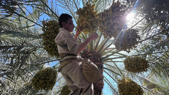 Semringah Petani Irak, Panas Terik Bikin Kurma Tumbuh Subur A farmer watches the ripening of dates, as their production increases in high temperatures in Basra, Iraq July 19, 2023. REUTERS/Mohammed Aty