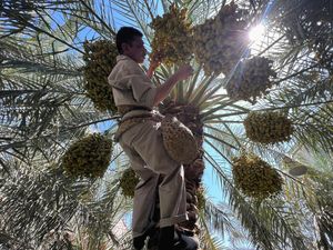 Semringah Petani Irak, Panas Terik Bikin Kurma Tumbuh Subur