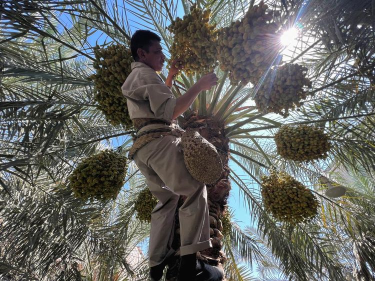 Semringah Petani Irak, Panas Terik Bikin Kurma Tumbuh Subur
