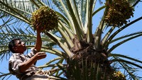 Tidak seperti banyak rekan petani lainnya yang panennya telah hancur akibat panas terik Irak musim panas ini, petani kurma Abbas Ali Abdel Latif mengatakan dia menerima musim panas dengan sambutan hangat. Suhu tinggi di kota Basra, Irak selatan, mencapai hampir 50 derajat celsius diperlukan agar tanamannya matang lebih cepat. Suhu juga meningkatkan kualitas hasil.