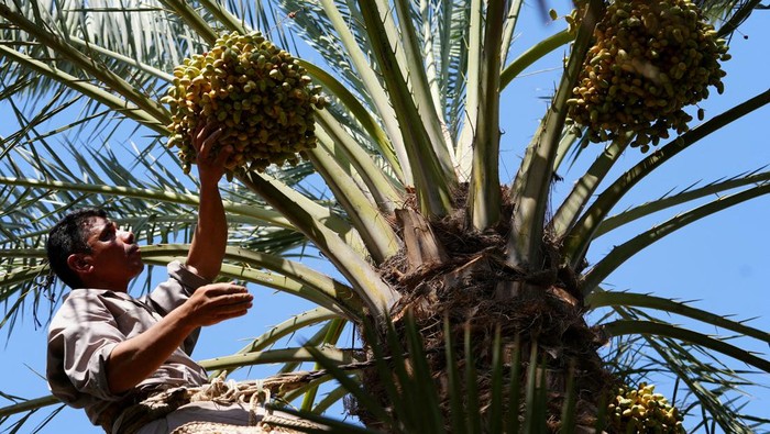 A farmer watches the ripening of dates, as their production increases in high temperatures in Basra, Iraq July 19, 2023. REUTERS/Mohammed Aty