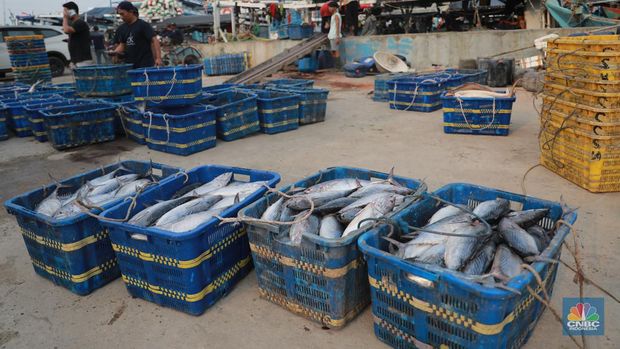 Seorang pekerja/buruh membawa ikan yang diturunkan dari kapal di Muara Angke, Jakarta, Jumat, (28/7). (CNBC Indonesia/Muhammad Sabki)