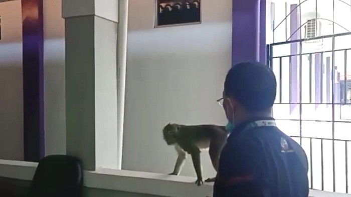 Tangkapan layar video monyet masuk ke RSUD Ciamis.