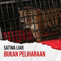 Kecam Harimau Alshad Ahmad Mati, WWF: Satwa Liar Bukan Peliharaan!