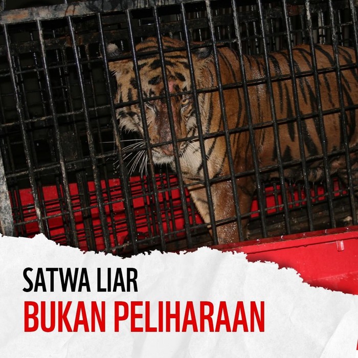 WWF Indonesia: satwa liar bukan peliharaan
