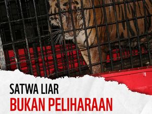 Kecam Harimau Alshad Ahmad Mati, WWF: Satwa Liar Bukan Peliharaan!