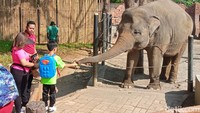 Jan Ethes juga terlihat menyodorkan buah pisang ke seekor gajah di Solo Safari. (Foto: Ahsan/detikcom)