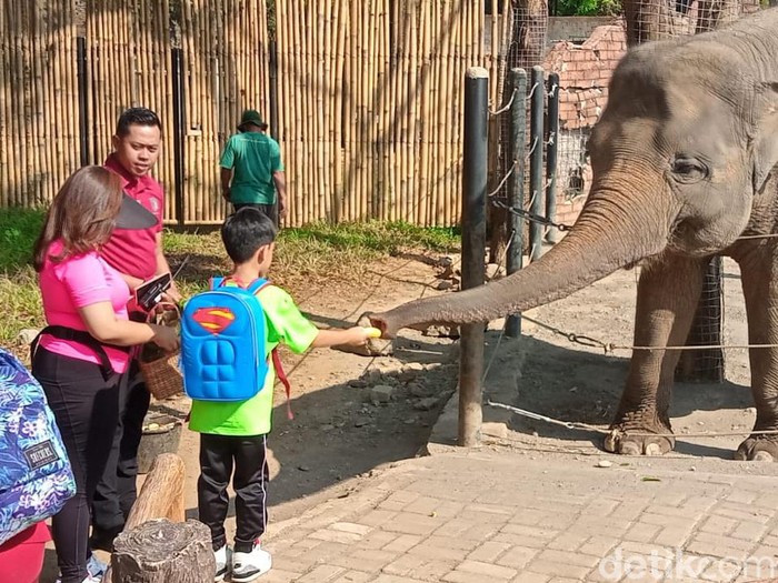 Jan Ethes & La Lembah tampak berinteraksi dengan satwa di Solo Safari dalam acara Senam dan Pentas Ceria Anak Indonesia yang digelar Sabtu (29/7/2023).
