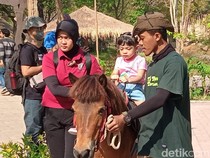 Jan Ethes Pegang Ular, La Lembah Naik Kuda di Senam Pentas Ceria Anak Indonesia