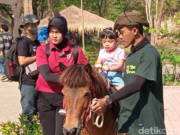 Jan Ethes Pegang Ular, La Lembah Naik Kuda di Senam Pentas Ceria Anak Indonesia