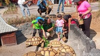 Kakak-beradik Jan Ethes dan La Lembah saat melihat kura-kura di Solo Safari dalam acara Senam dan Pentas Ceria Anak Indonesia. Acara ini didukung oleh Shopee, Fiesta, Telkomsel, IM3, Bank BJB Tandamata Untuk Negeri dan Le Minerale, air mineral dengan mineral essensial yang dipercaya baik untuk kesehatan anak.(Foto: Ahsan/detikcom)
