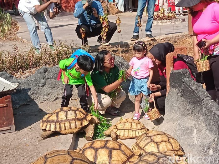 Jan Ethes & La Lembah Jan Ethes & La Lembah tampak berinteraksi dengan satwa di Solo Safari dalam acara Senam dan Pentas Ceria Anak Indonesia yang digelar Sabtu (29/7/2023).