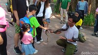 Ada banyak kegiatan yang dilakukan Jan Ethes dan La Lembah hari ini termasuk berinteraksi dengan satwa. Lihat keberanian Jan Ethes saat memegang ular. (Foto: Ahsan/detikcom)
