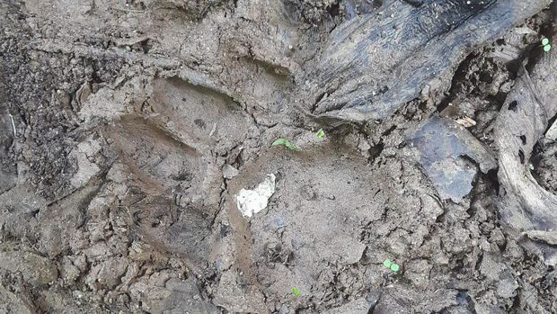 Jejak harimau tak jauh ditemukan dari lokasi tewasnya sapi warga. (Foto: Dok. Kecamatan Kotanopan)