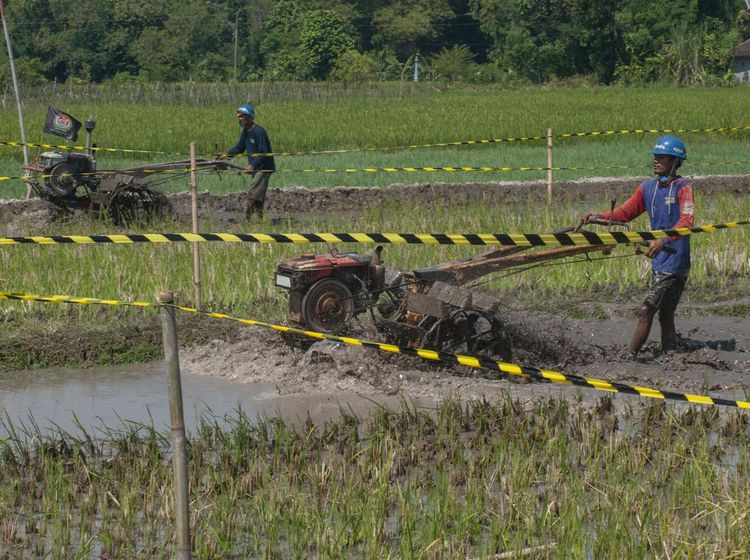 Unik! Begini Potret Kejuaraan Balap Traktor di Klaten