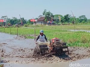 Unik! Balap Traktor di Sawah Kebonarum Klaten, Saking Ngebut hingga Terlepas